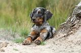 BEAUCERON - PUPPIES 090